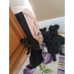 Mooie labrador kruising bordercollie mix pups