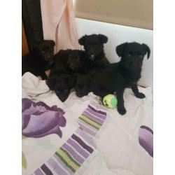 Mooie labrador kruising bordercollie mix pups