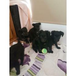 Mooie labrador kruising bordercollie mix pups