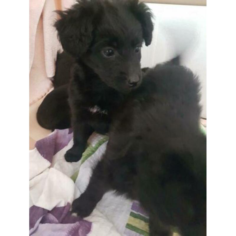 Mooie labrador kruising bordercollie mix pups