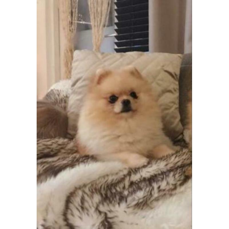 Pomeranian/Dwergkees Beschikbaar voor Dekking