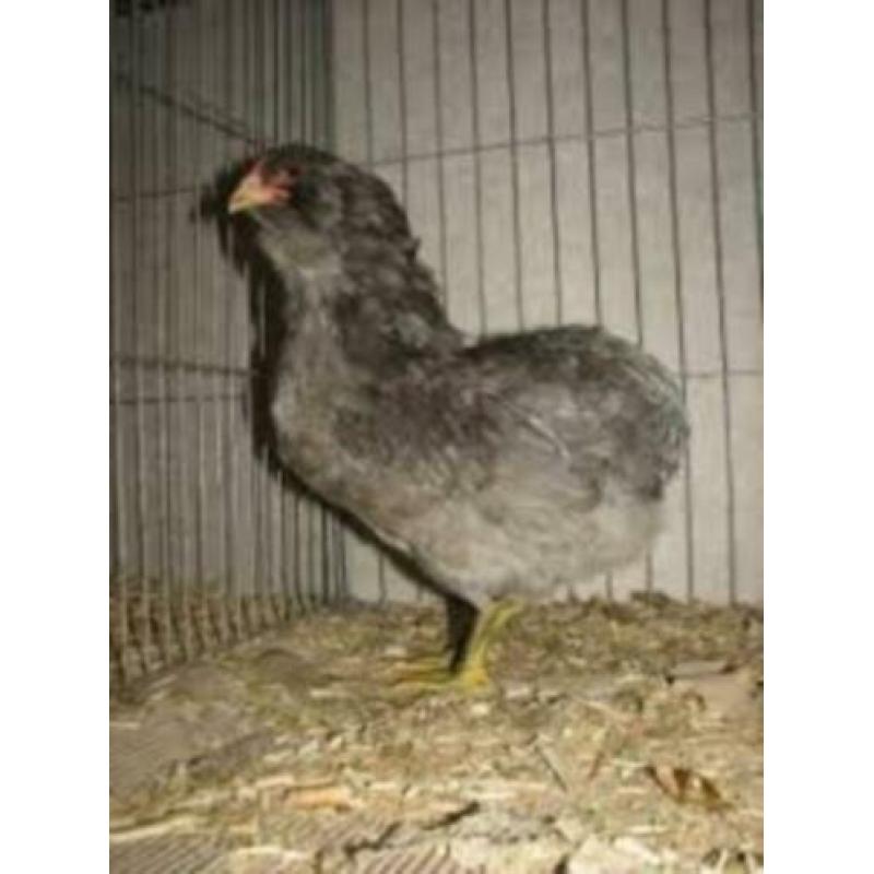 Araucana kippen [Met staart of Bolstaart] [Green Eggs]