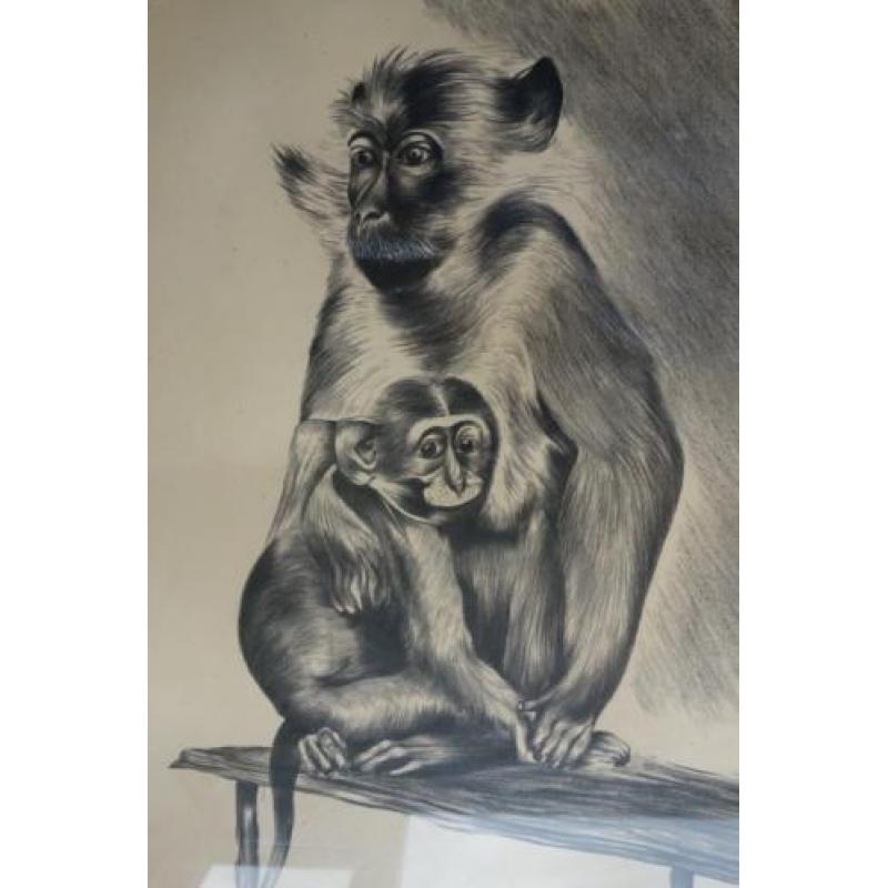 Ingelijst tekening v Jan Mensink Artis dierentuin Chimpansee