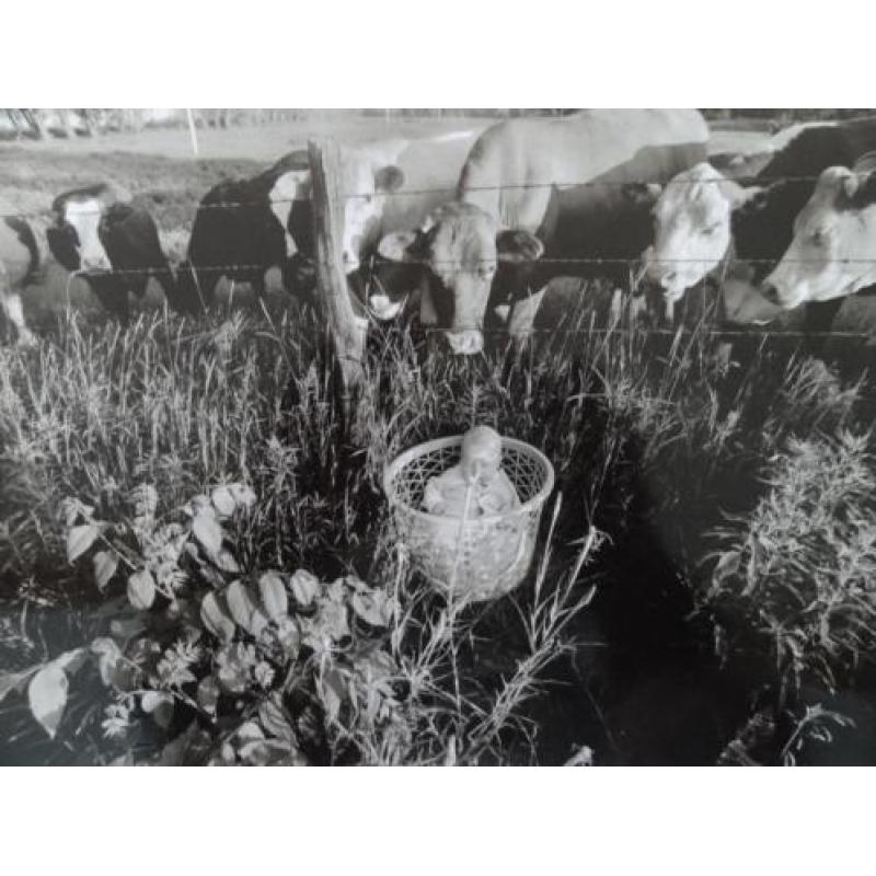 Giclée, Larry Towell (1953 - 1995) koeien en baby, 1994