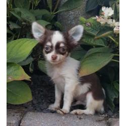 Superkleine chihuahua pups