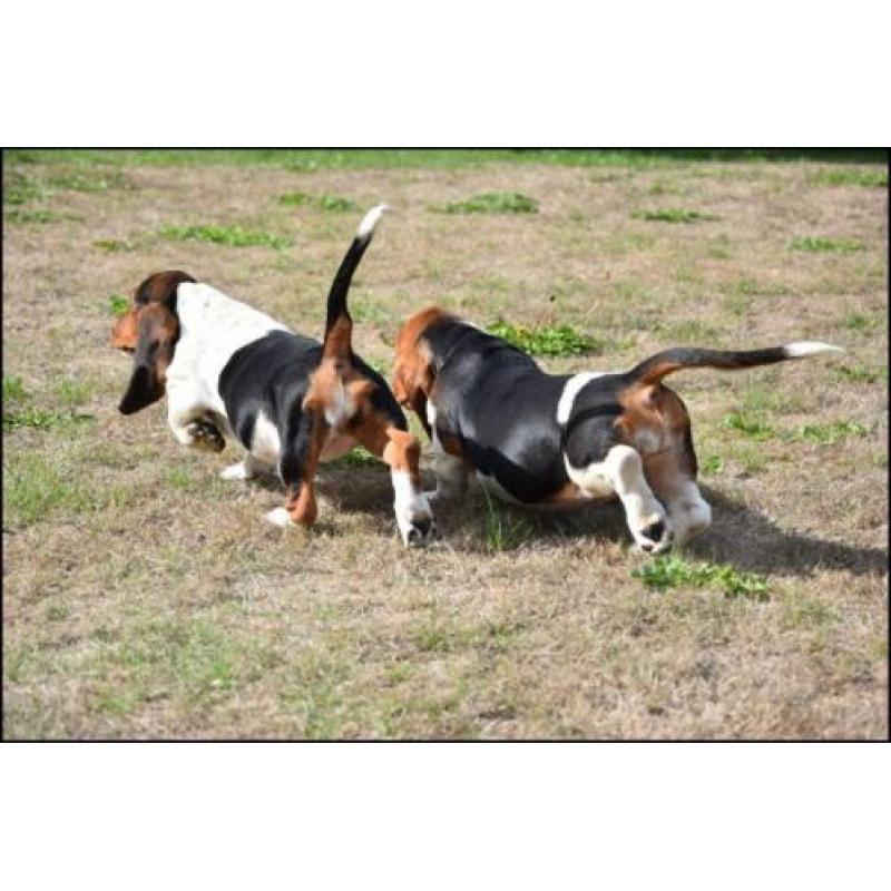 Basset pups