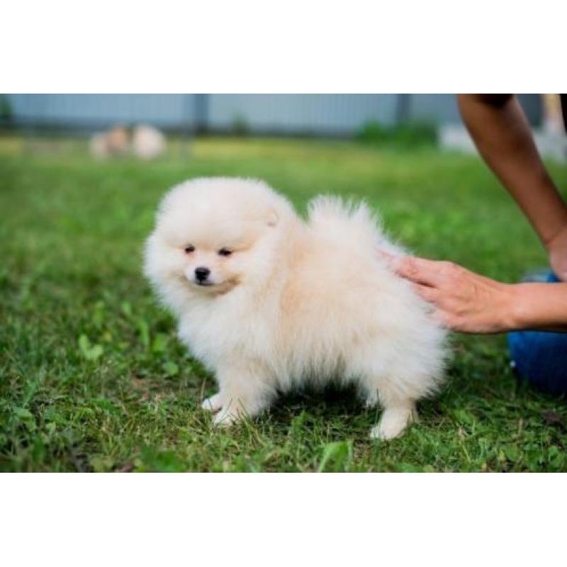 Cream Pomeranian teefje / Pomeriaan