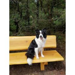 Border Collie x Australian Shepherd VERWACHT