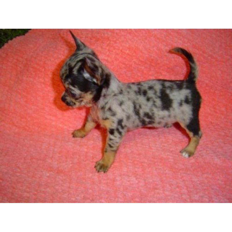 te koop chihuahua t.cup & mini choco merle & blue merle