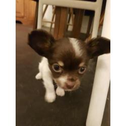 Chihuahua pup