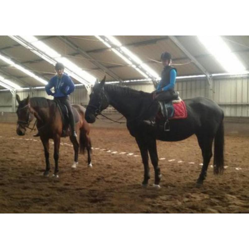 KWPN Paard