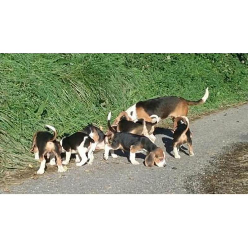 Moonie raszuivere beagle pups pup puppy