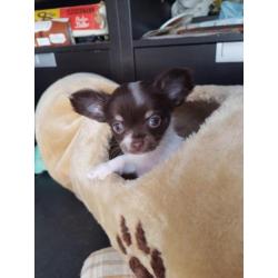 Chihuahua pup