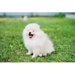 Cream Pomeranian teefje / Pomeriaan