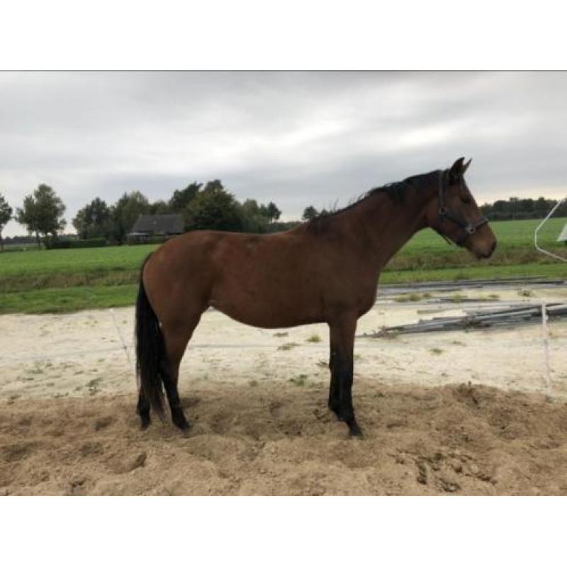 Furstenlook x Bordeaux merrie 2,5 jr