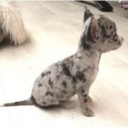 te koop chihuahua t.cup & mini choco merle & blue merle