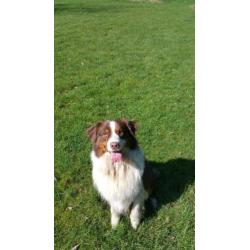 Border Collie x Australian Shepherd VERWACHT