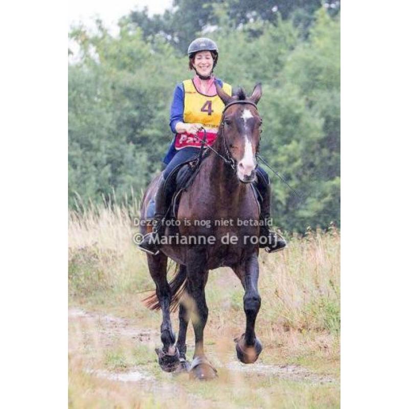 Allround kwpn ruin/ recreatie paard / betuigd en endurance