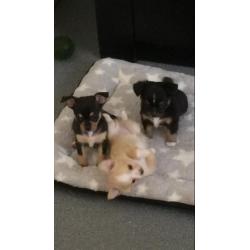 Chihuahua pups