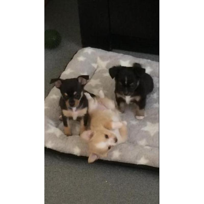 Chihuahua pups