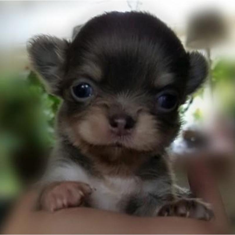 Superkleine chihuahua pups