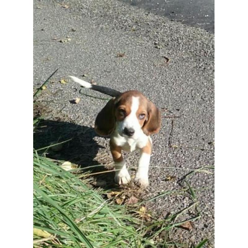 Moonie raszuivere beagle pups pup puppy