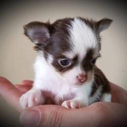 Superkleine chihuahua pups