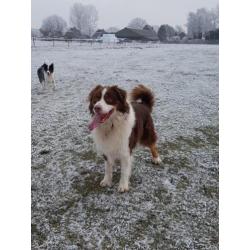 Border Collie x Australian Shepherd VERWACHT