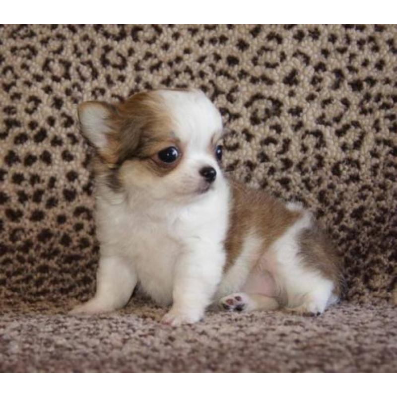 te koop chihuahua t.cup & mini choco merle & blue merle