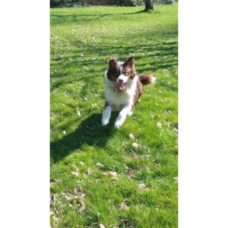 Border Collie x Australian Shepherd VERWACHT