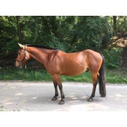 recreatie paard-pony te koop