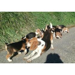 Moonie raszuivere beagle pups pup puppy