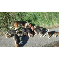 Moonie raszuivere beagle pups pup puppy