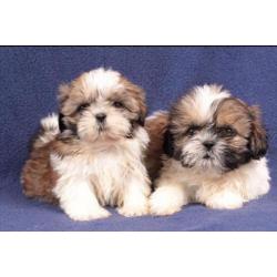 Shih-tzu pups mooi klein blijvend