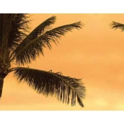 aanbieding Fotobehang 400x280cm caribbean beach voor €45